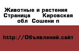  Животные и растения - Страница 24 . Кировская обл.,Сошени п.